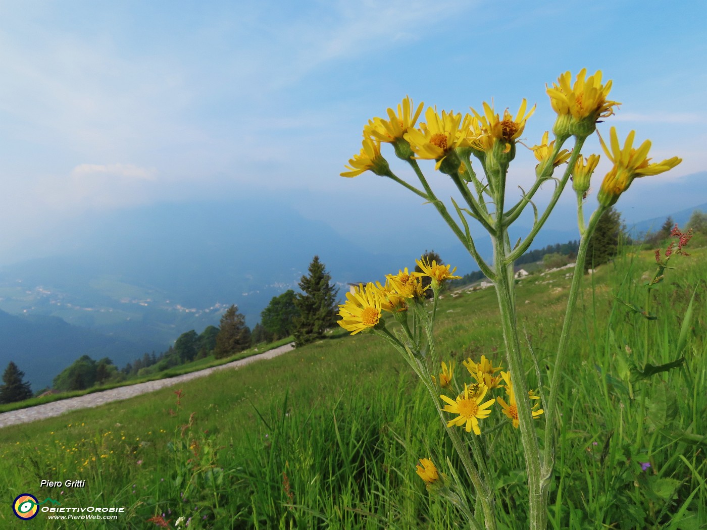07 Tephroseris longifolia (Senecione di Gaudin) con vista in Cima Alben.JPG